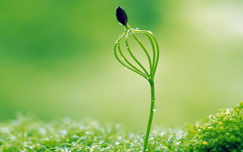 EU funded project SEED was presented at the European Parliament in Brussels